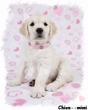 Quel est votre race de chien prfr???