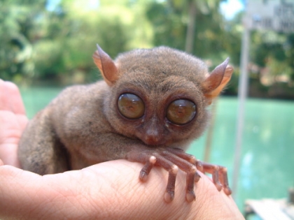 Tarsier - Lemurien : mais qu�est ce que c�est que cet animal?