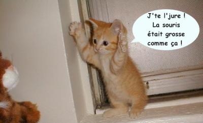chat qui parle