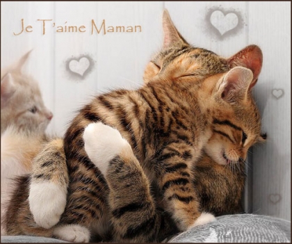 entre maman chat et bb chat c'est mignon^^