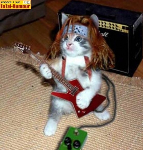 UN CHAT QUI JOUE DE LA GUITARE 