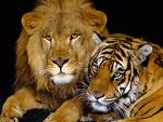 lion&tigre