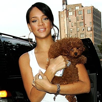 rihanna et son mimi caniche