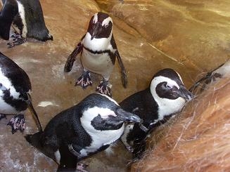 notre visite  Nausicaa 