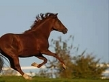  Cheval au galop