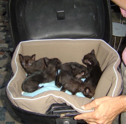 quel age a-tu si tu serais un chien ?????