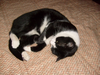 mon chat enfin l'otre