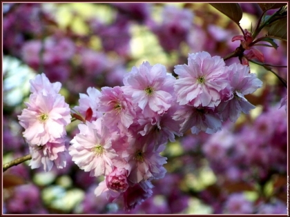 encore la nature du japon 
