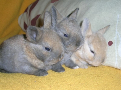 ma meilleur amie a eu un lapin 