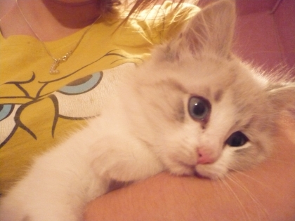 ma passion c'est les chat   regarder mon chat comme il est beau 