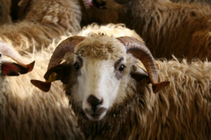 la f�te de mouton
