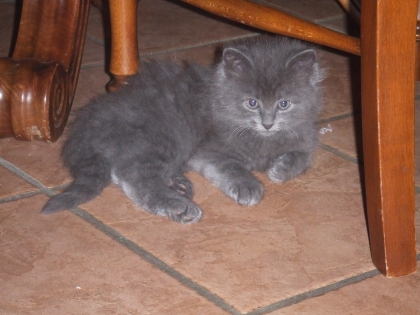 le chat de mon couzin