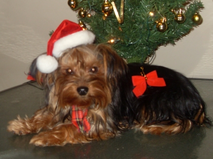 la mere noel yorchire 