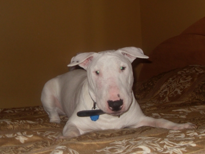 mon bull terrier 