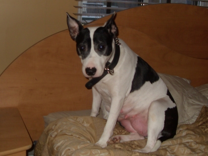 mon notre chien bull terrier  