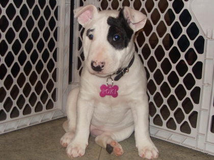 mon ptit bebe chien poki 