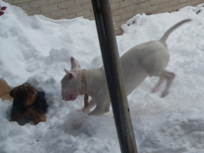 mon chien en hiver mon chien est fou de la neige et aime bien courire apres kelly pour lui 