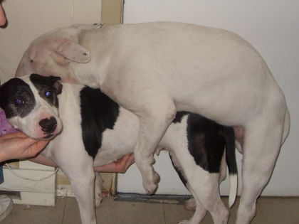 mon chien demonne et jack