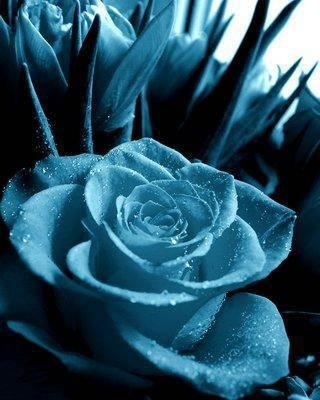 rose ohhhhhhhhhhhhhhhhhh