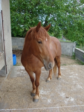 J  aime  bien ossi  les  chevos