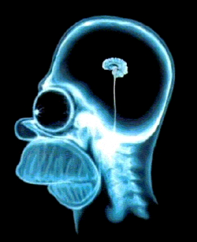 Le  cervau  de  Homer  Simpson