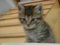 voici mon chaton