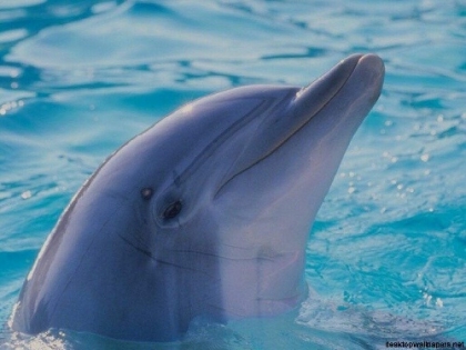 j'adore les dauphins 