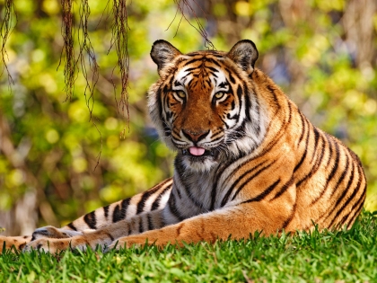tiger