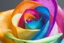 rose multi color