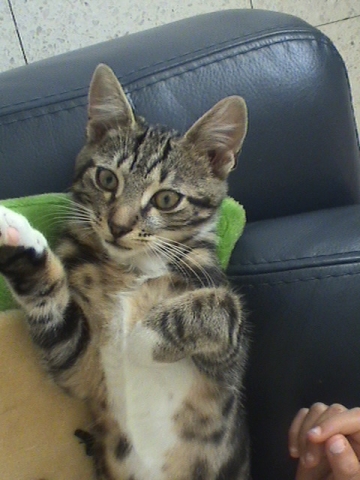 Encore mimi(Article)