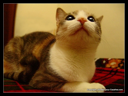 voila mon petit chaton.....