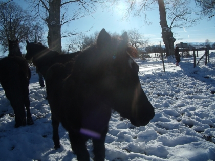 Please.............des com's