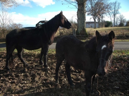 laissez des com's sur V�nus