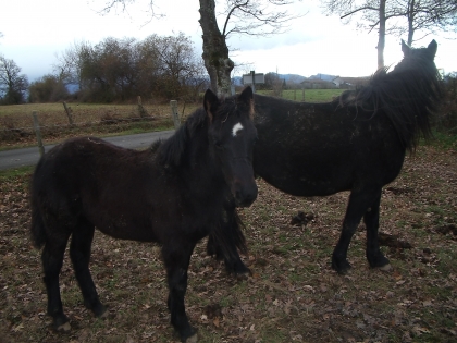 ATTENTION:RIRIELOVE!!!!!!!!!