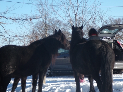 La Faim des ch'veaux