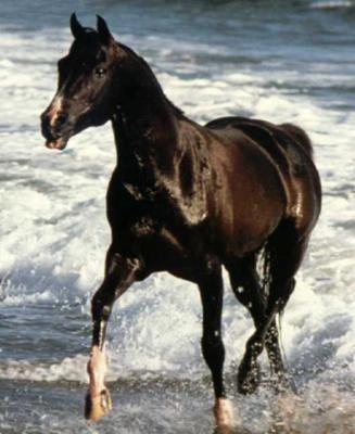 pour les fans de cheval