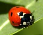 coccinelle