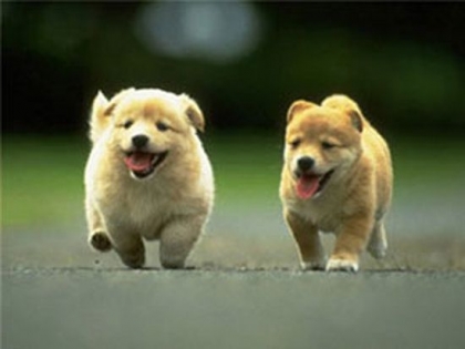 les b�b� chiot