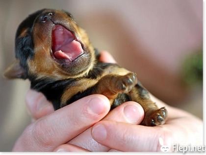 chiot mignon