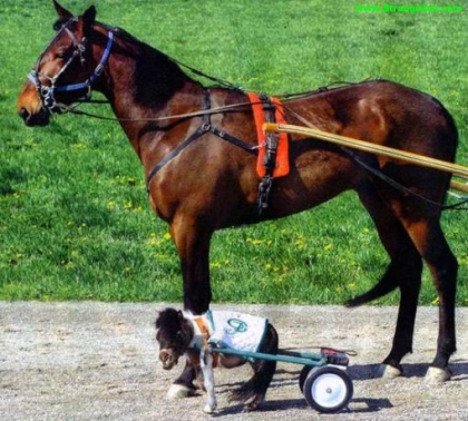 les chevaux