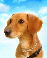 saussisse le teckel de secret stori 