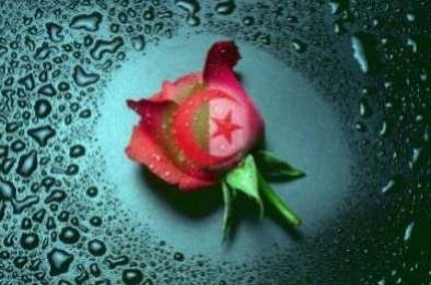              fleur algrie