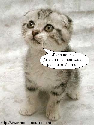 les chats 