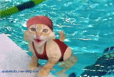 un chat en maillot de bain