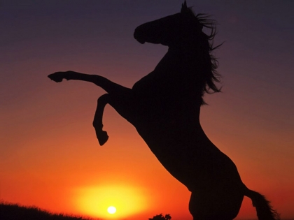 coucher de soleil avec chevaux