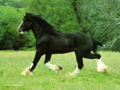 cheval noir