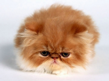 il et pas gros le minou!!!!!!!! mdrrrrr