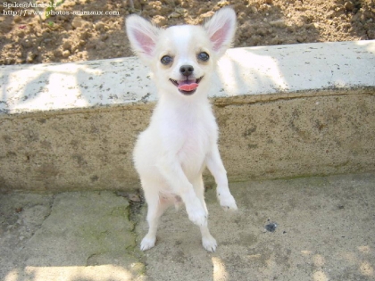 vou aimer les chiens moi oui