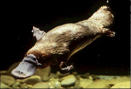 aimer cette animal?????