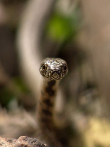 mes 2me animaux prefere